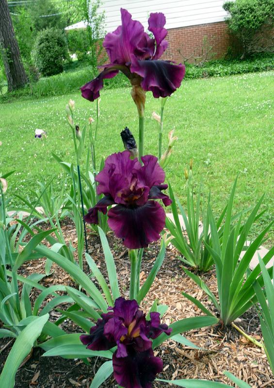 Photo of the entire plant of Tall Bearded Iris (Iris 'Silken Trim
