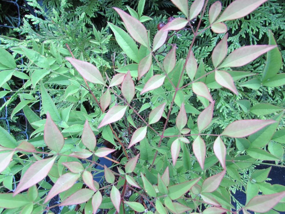 Heavenly Bamboos Plant Care and Collection of Varieties