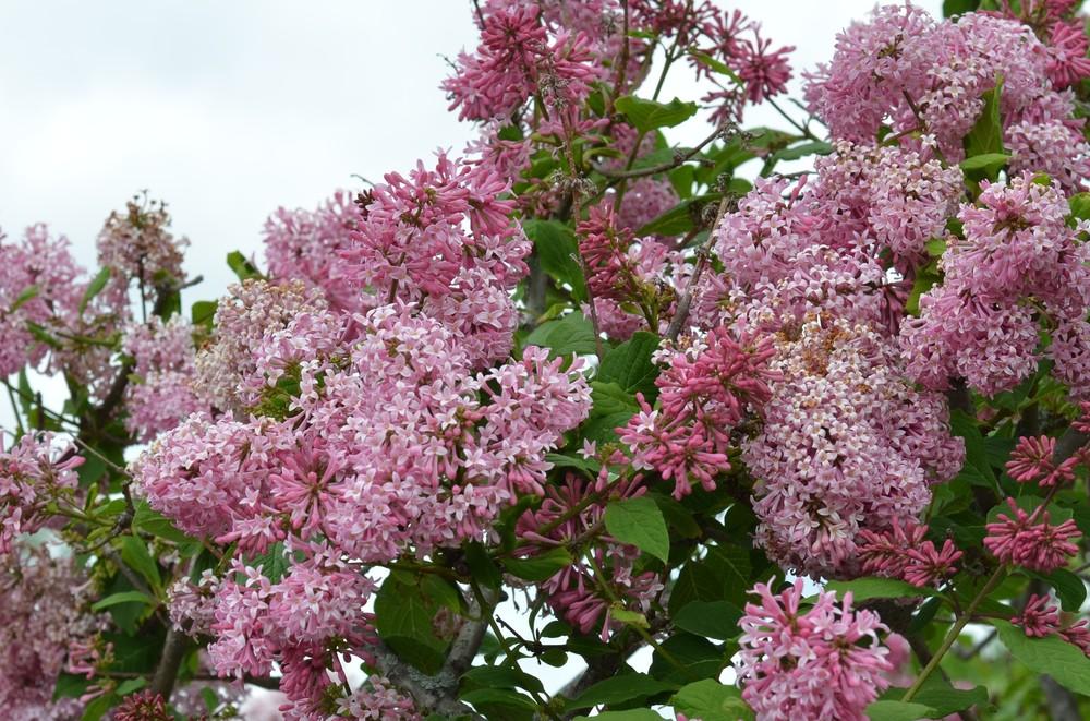 Photo of the bloom of Preston Lilac (Syringa 'Miss Canada') posted by