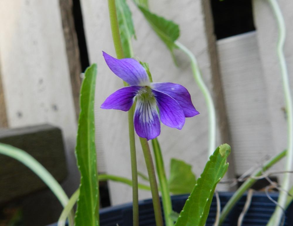 Showy Violet (Viola betonicifolia) in the Violas Database