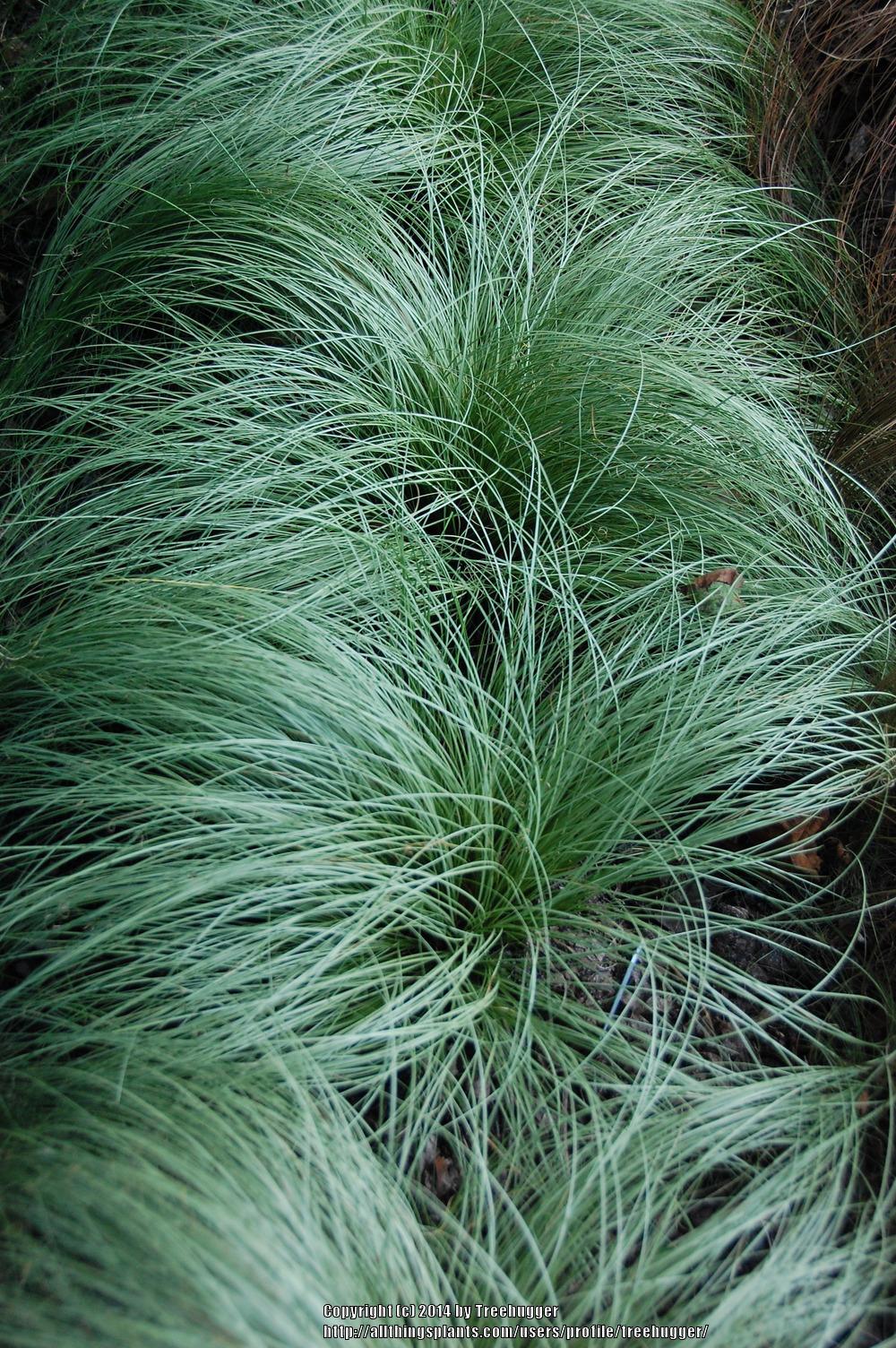Photo of the leaves of Sedge (Carex comans 'Amazon Mist') posted by
