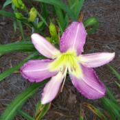 Location: My garden in northeast TexasDate: 2014-06-06I love DLS of this color and I think this is a beauty, another on