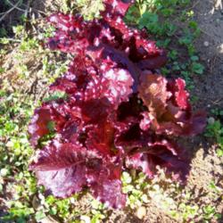 Lettuce (<i>Lactuca sativa</i> 'Merlot')