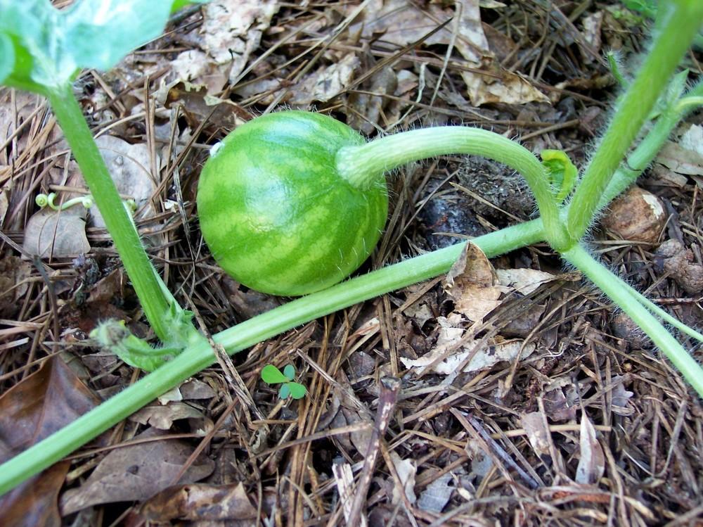 Watermelons Plant Care and Collection of Varieties