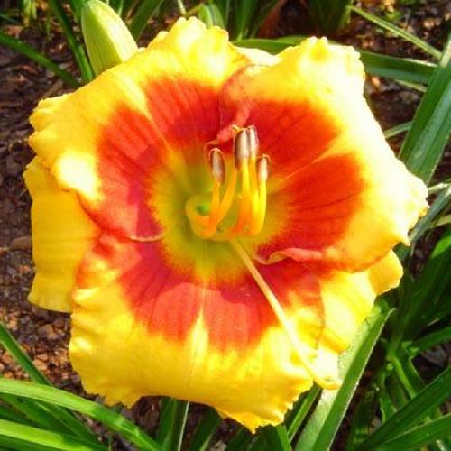 Daylily (Hemerocallis 'Small World Barbeque Chip') in the Daylilies