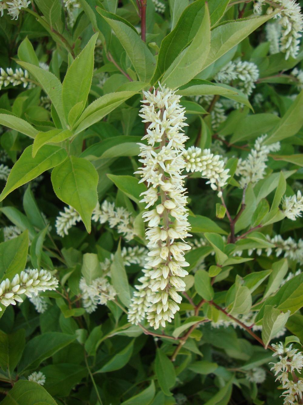 Photo of the bloom of Virginia Sweetspire (Itea virginica Little Henry