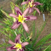 Location: My garden in northeast TexasDate: 2014-06-12Very different from any other daylily in our garden,  can't mista