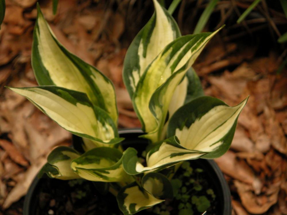 Seedfork's blog New Hostas, cut back roses, weeded front bed, flowers