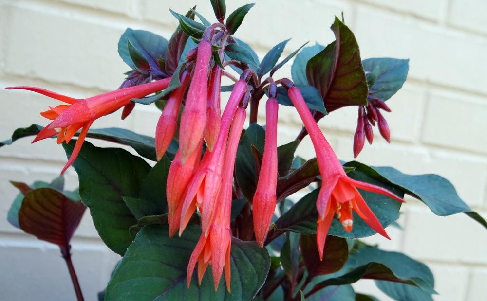 Honeysuckle Fuchsia (Fuchsia 'Koralle') in the Fuchsias Database