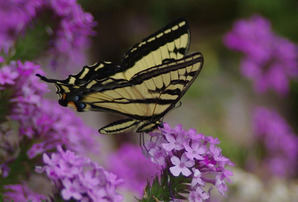 Rose Vervain (Verbena canadensis)