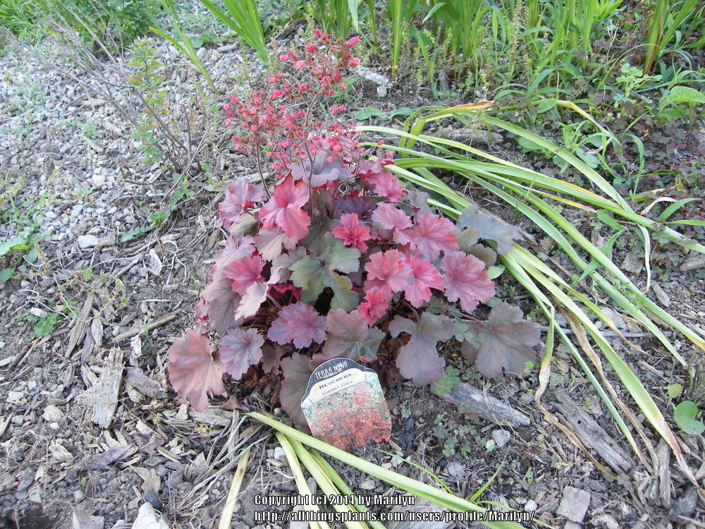 Photo of the bloom of Coral Bells (Heuchera 'Cherry Cola') posted by