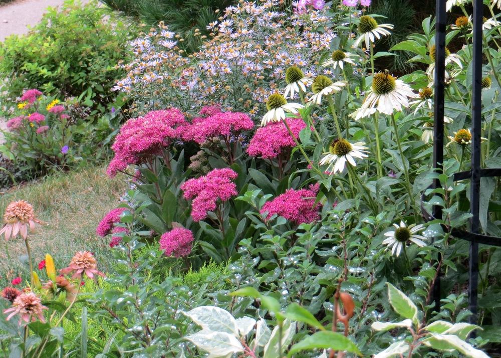 Photo of the bloom of Sedum (Hylotelephium spectabile 'Mr. Goodbud