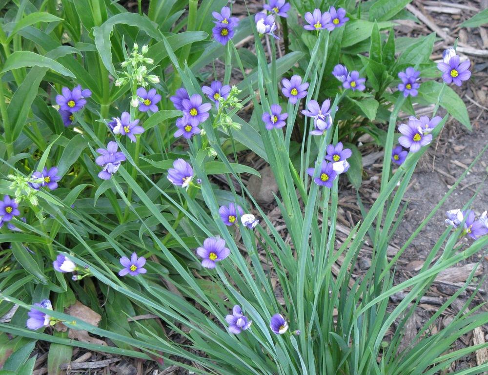 Photo of the entire plant of Blueeyed grass (Sisyrinchium