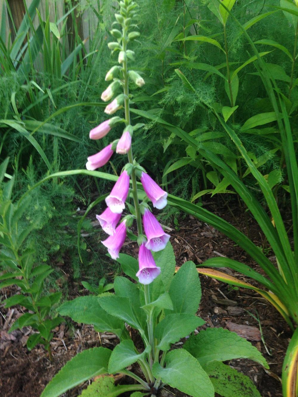 Photo of the entire plant of Strawberry Foxglove (Digitalis x