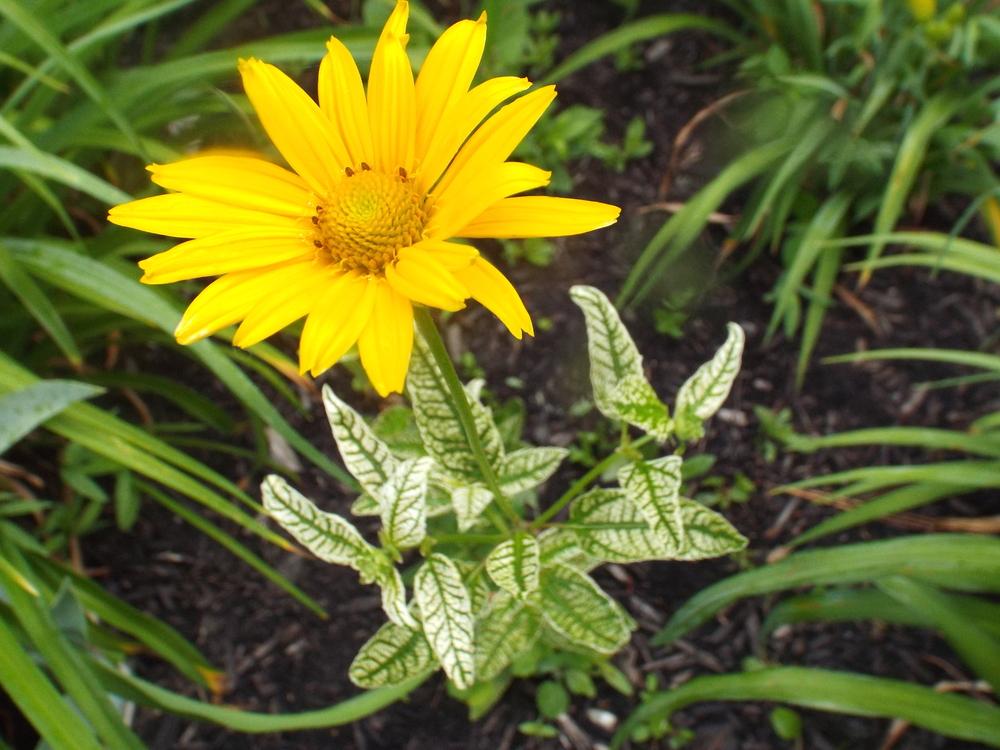 Photo of the entire plant of False Sunflower (Heliopsis helianthoides