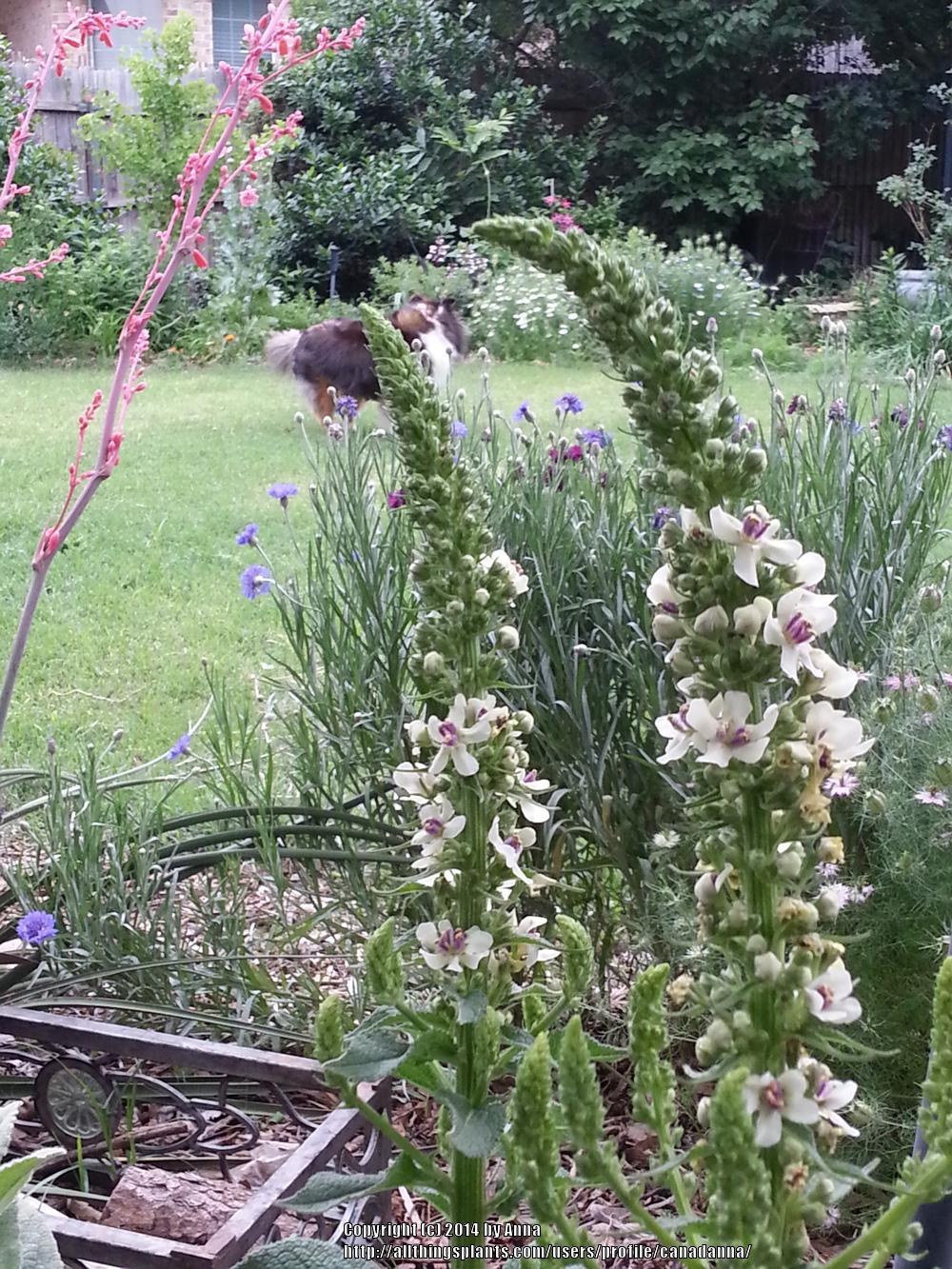 Photo of the bloom of Mullein (Verbascum chaixii ‘Wedding Candles