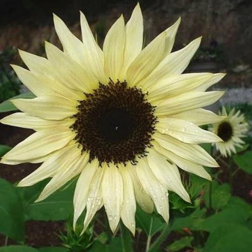 Sunflower (Helianthus annuus 'Moonwalker') in the Sunflowers Database