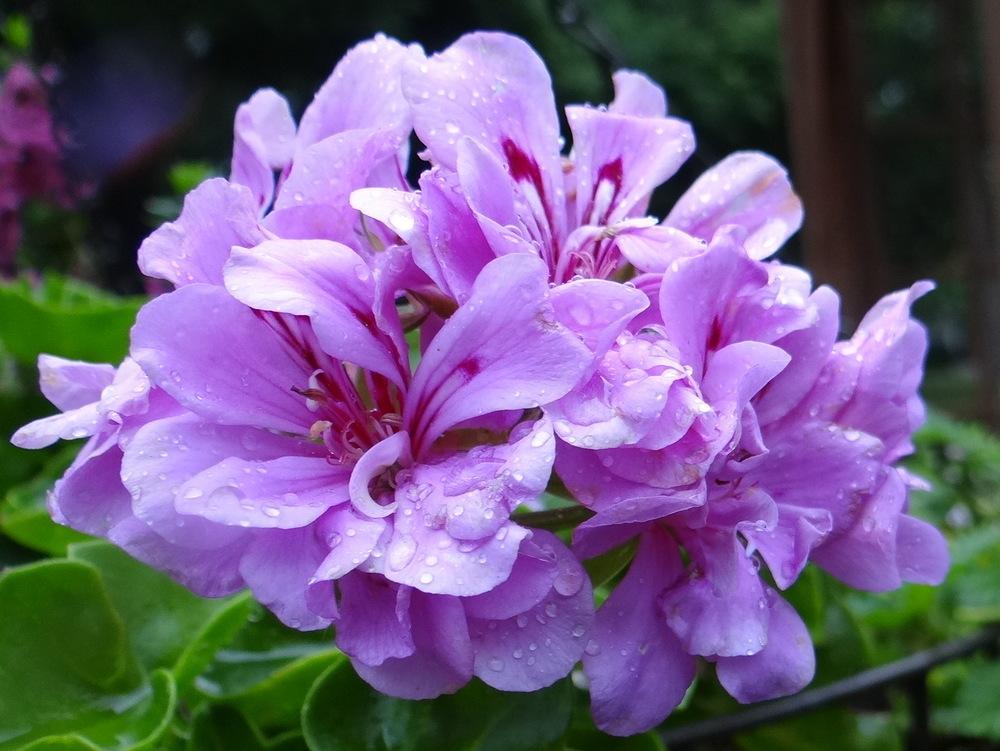 Ivy Geranium (Pelargonium Great Balls of Fire™ Lavender) in the