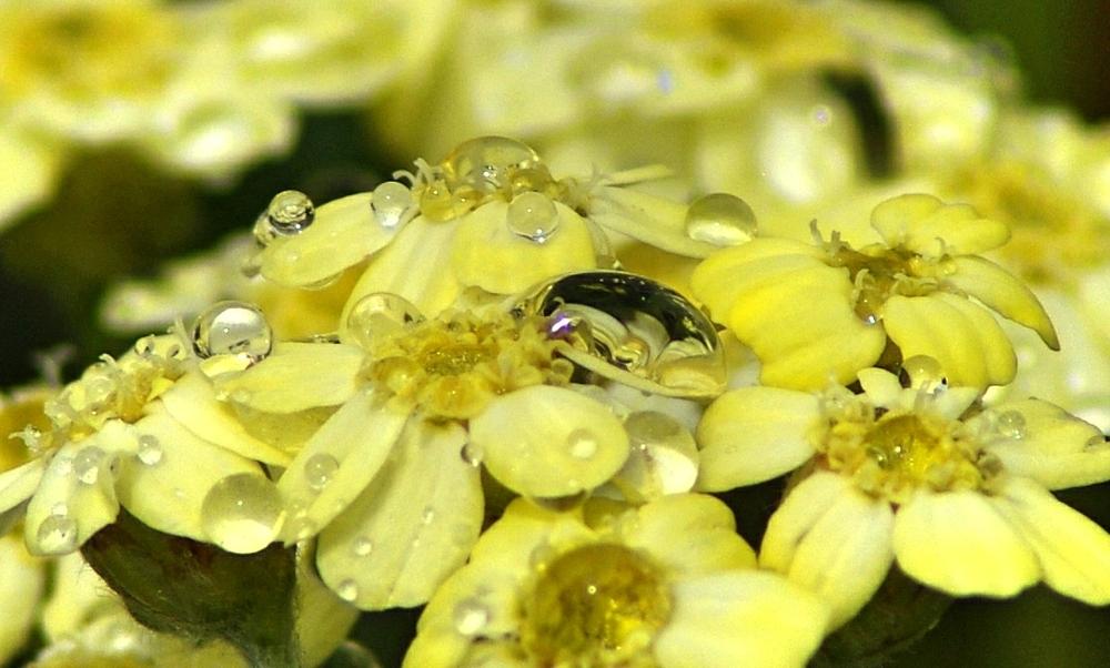 Yarrow (Achillea x lewisii 'King Edward') in the Yarrows Database