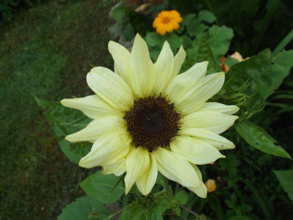 Sunflower (Helianthus annuus 'Moonshadow') in the Sunflowers Database