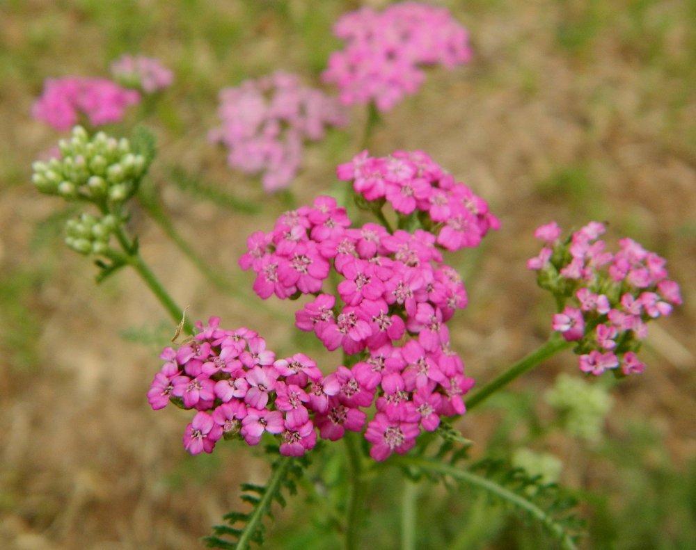 Yarrow (Achillea asplenifolia) in the Yarrows Database