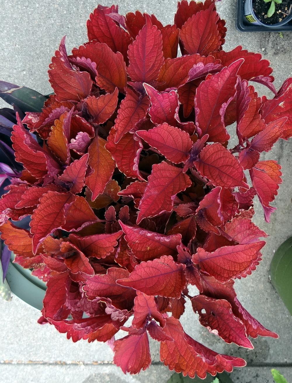 Photo of the entire plant of Coleus (Coleus scutellarioides Main Street