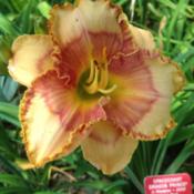 Location: Little garden of Big Dreams, Dayton KY