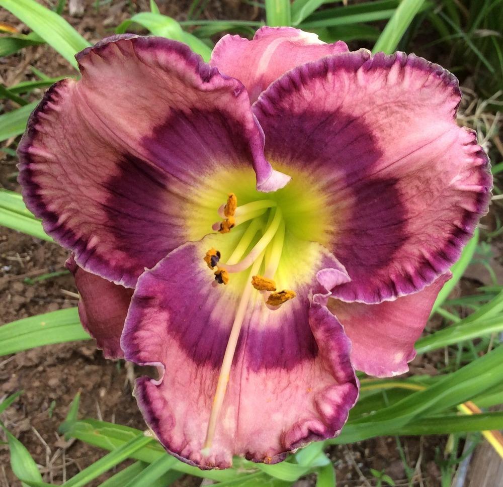 Daylily (Hemerocallis 'So Many Ripples') in the Daylilies Database ...