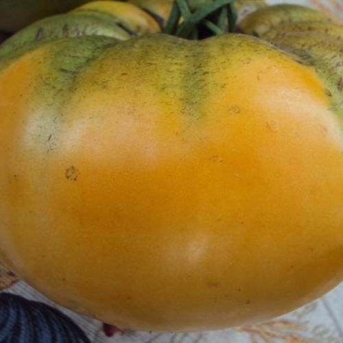 Tomato (Solanum lycopersicum 'Pike County Kentucky Heirloom') in the
