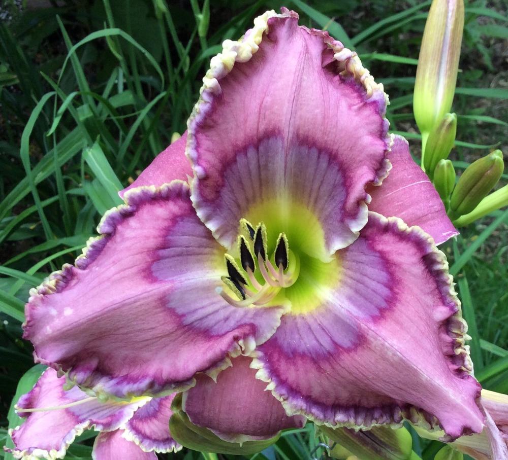 Daylily (Hemerocallis 'Painted Palace') in the Daylilies Database