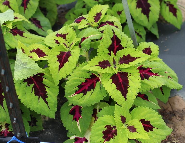 Photo of the entire plant of Coleus (Coleus scutellarioides Kong™ Lime