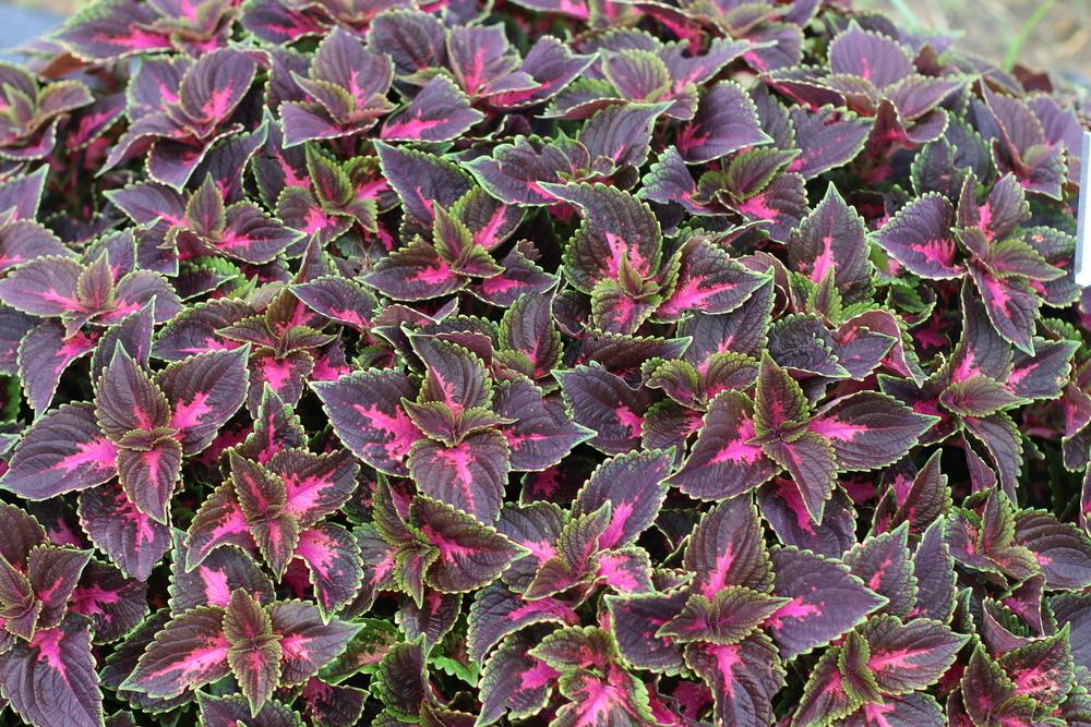 Photo of the leaves of Coleus (Coleus scutellarioides Main Street Fifth