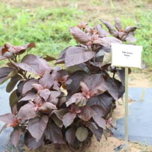 Copper Plant (Acalypha wilkesiana 'Tiki Lava Flow') - Garden.org