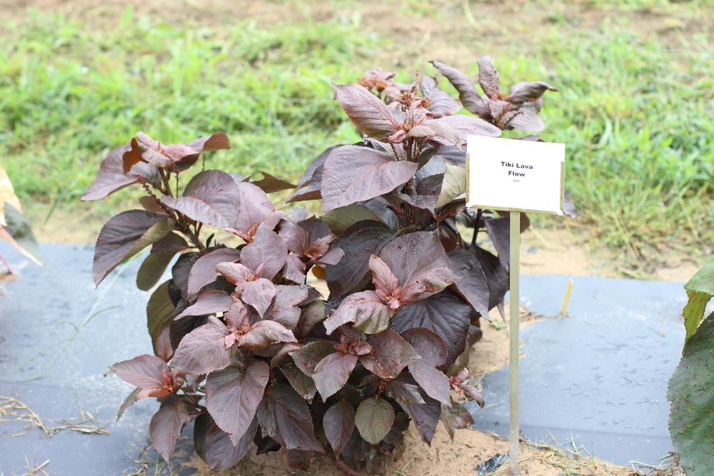Copper Plant (Acalypha wilkesiana 'Tiki Lava Flow') - Garden.org