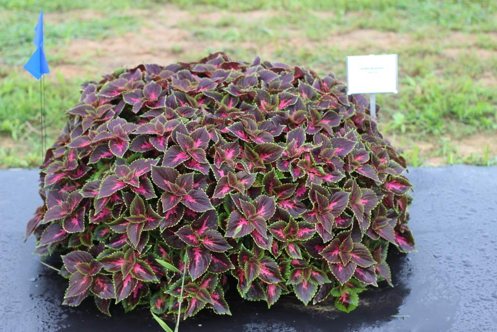 Photo of the entire plant of Coleus (Coleus scutellarioides Main Street