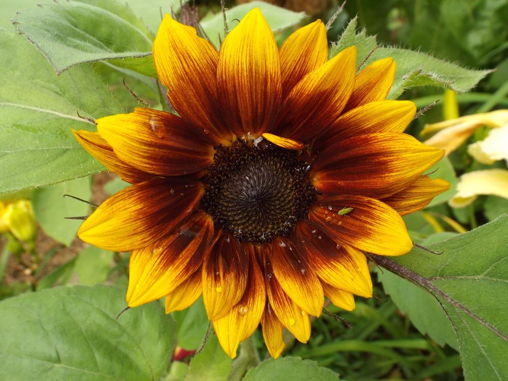 Sunflower (Helianthus annuus 'ShockoLat') in the Sunflowers Database