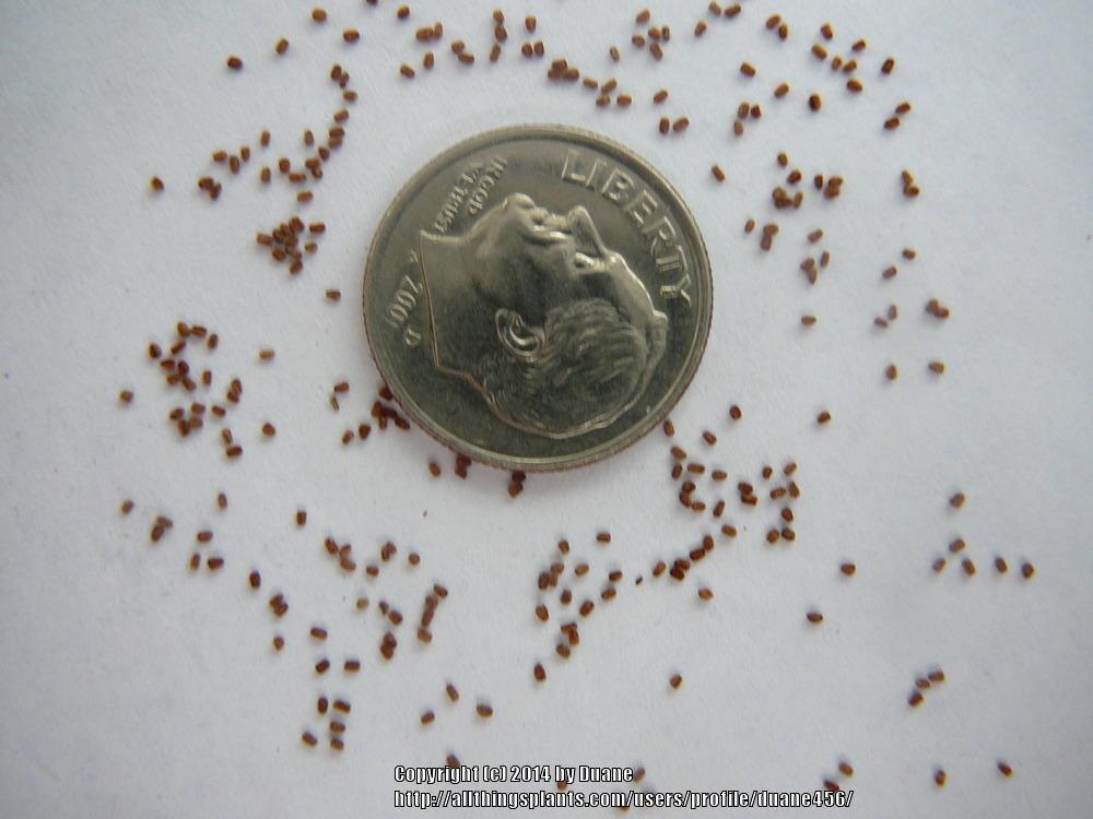 Photo of the seeds of Strawberry Foxglove (Digitalis x fulva) posted by