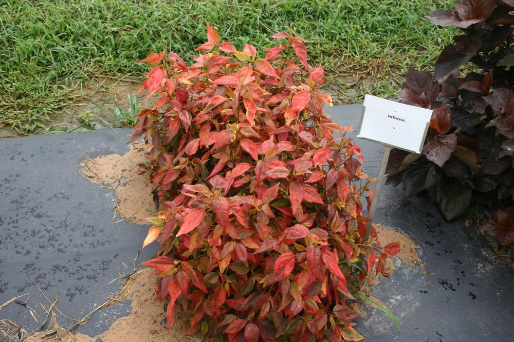 Photo of the entire plant of Copper Leaf (Acalypha wilkesiana 'Inferno