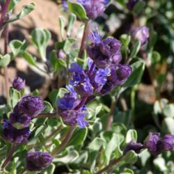 Location: My Garden, Utah
Date: 2014-05-14