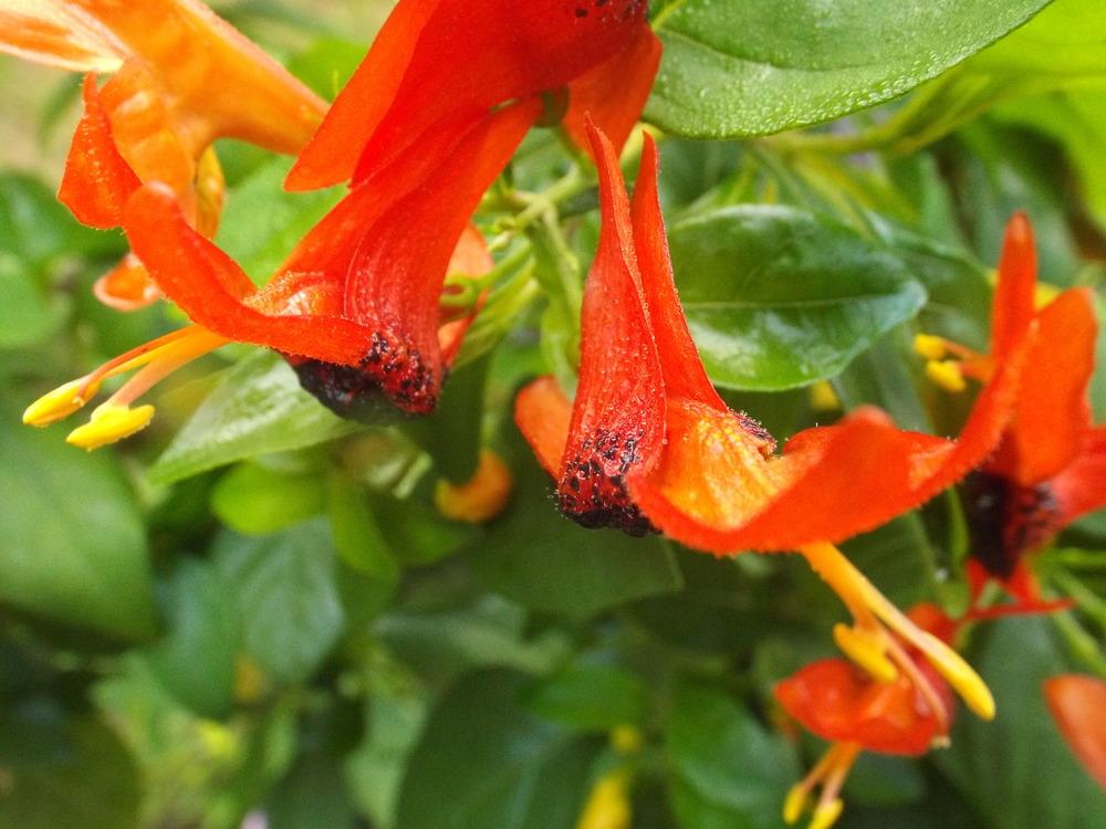 Photo of the bloom of Hummingbird Plant (Ruttya fruticosa) posted by