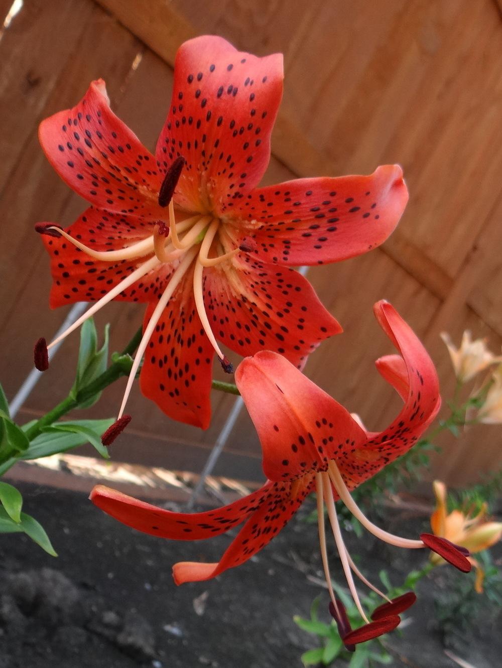Photo of the bloom of Lily (Lilium 'Nutcracker') posted by stilldew