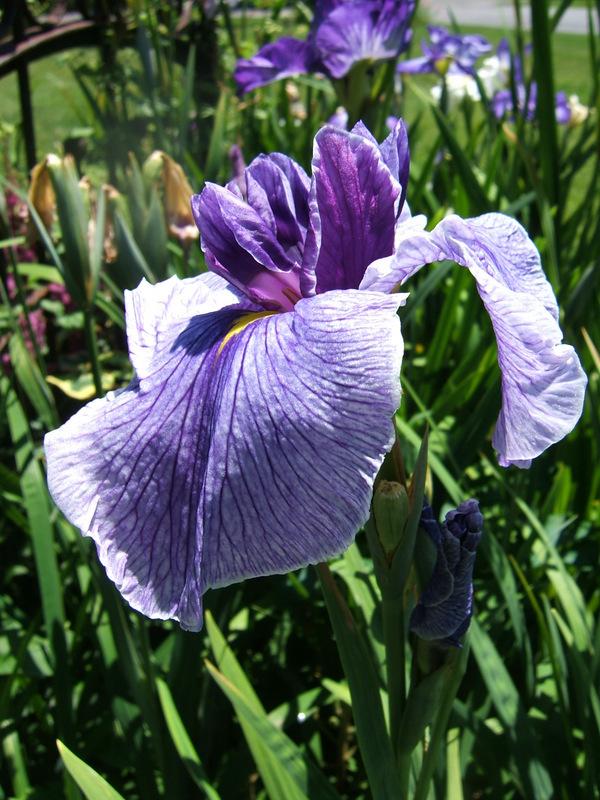 Photo of the bloom of Japanese Iris (Iris ensata 'Enticing Geisha