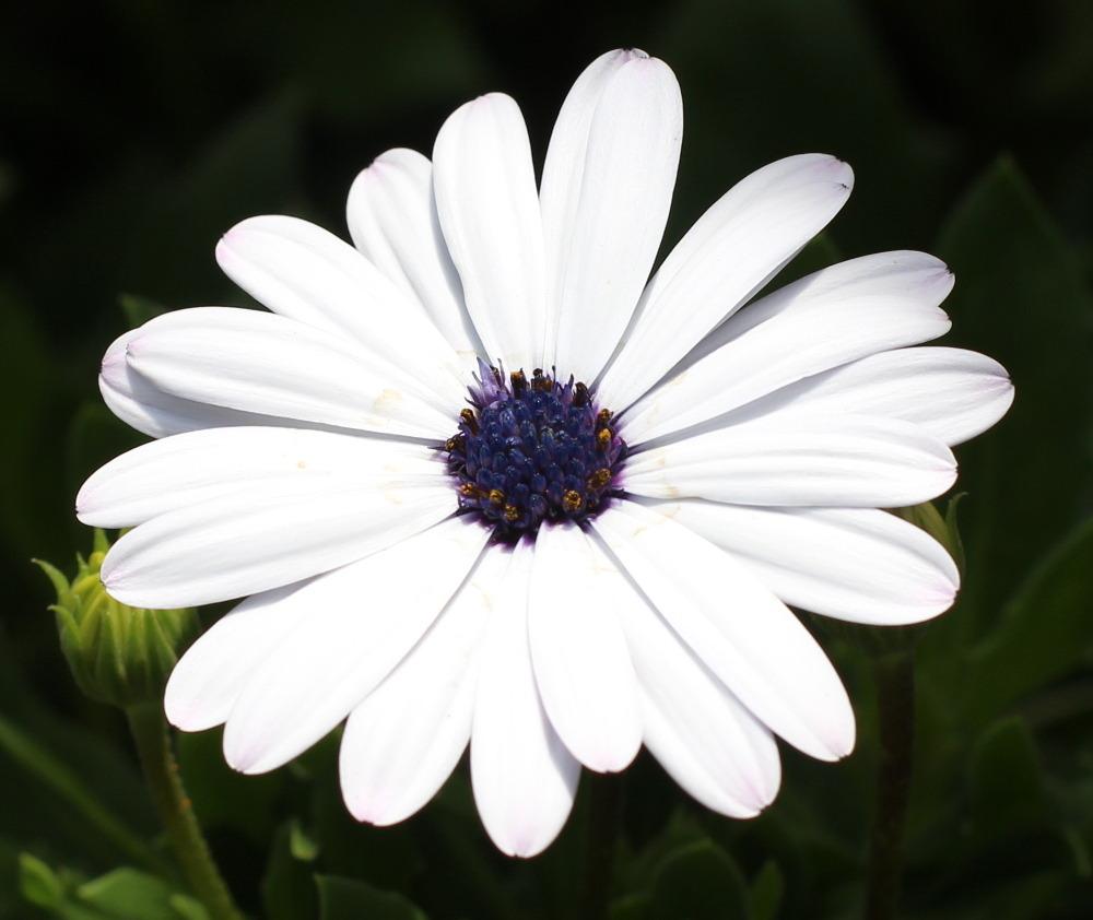African Daisy (Osteospermum Margarita® White)