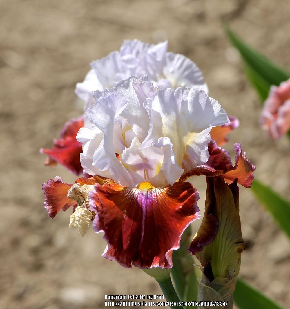 Photo of the bloom of Tall Bearded Iris (Iris 'Lady Leigh') posted by