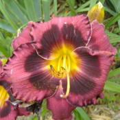 Location: My Garden in Janesville, WIDate: 2014-07-06