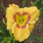 Location: In my garden in Lenore, IDDate: 7-4-2014