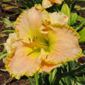 Location: In my garden in Lenore, IDDate: 7-3-2014