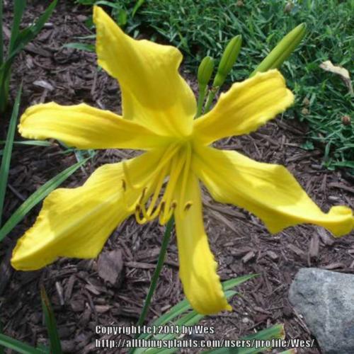 Daylily (Hemerocallis 'Ancient Elf') in the Daylilies Database