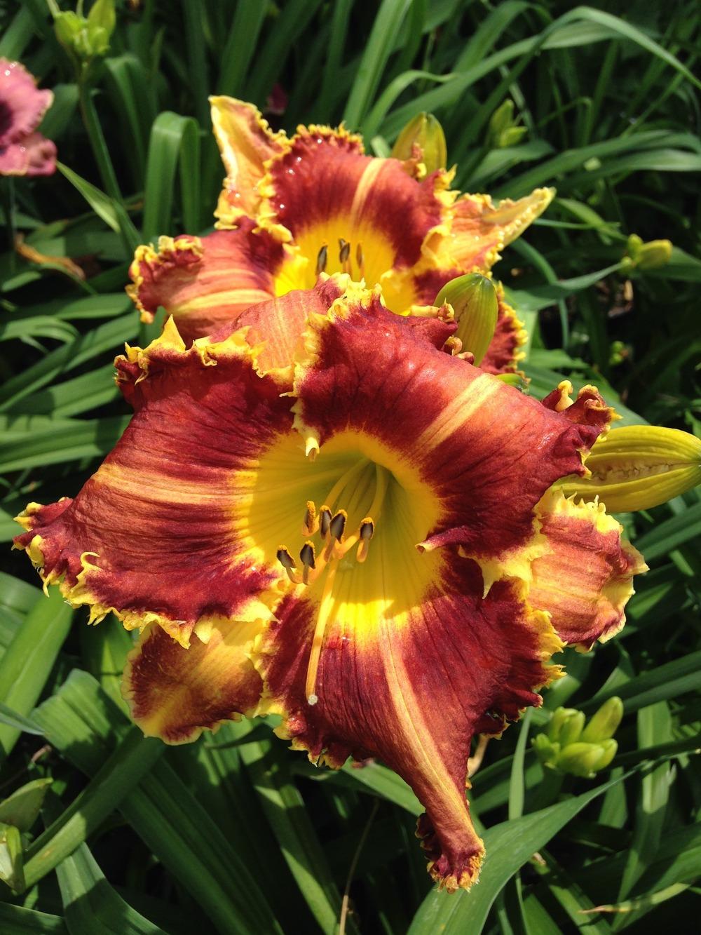 Photo of the bloom of Daylily (Hemerocallis 'Fourth of July in