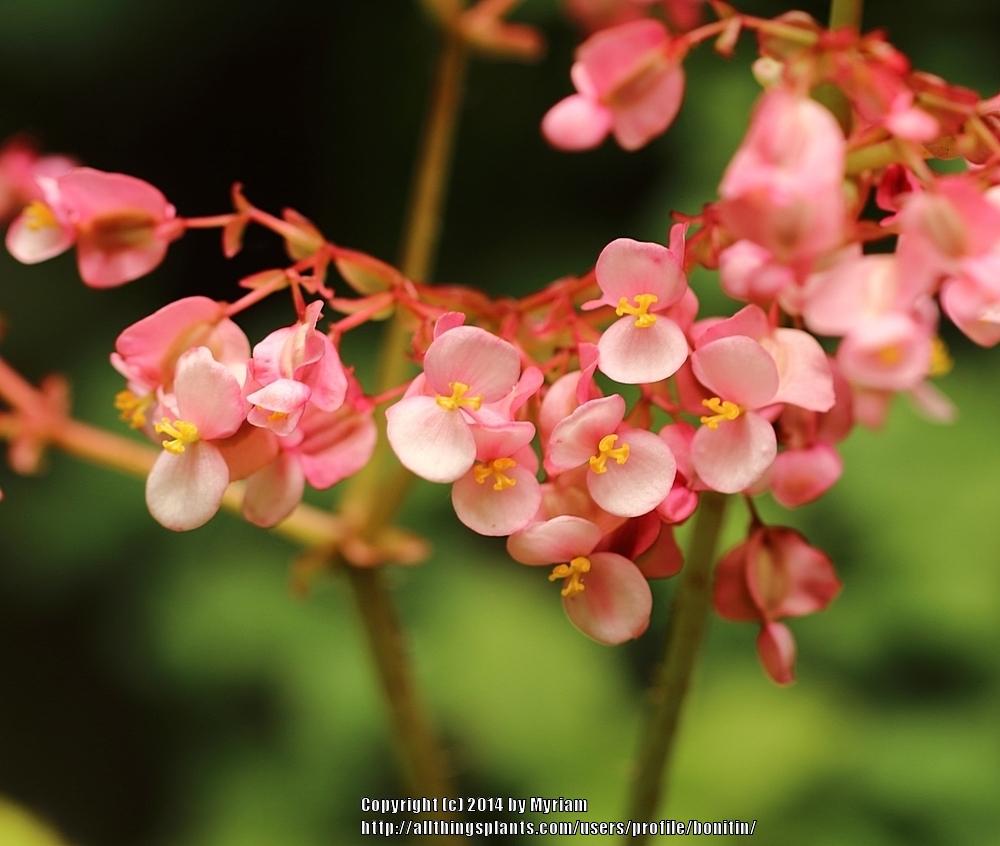 Begonia (Begonia x ricinifolia) in the Begonias Database